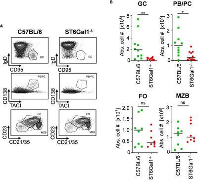 IgG sialylation occurs in B cells pre antibody secretion